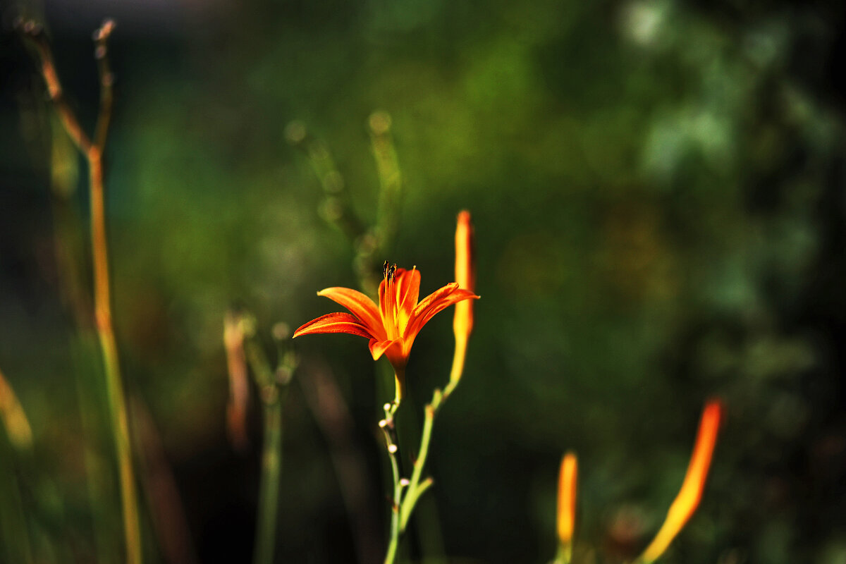 Лилейник и солнце - Юрий Гайворонскiий