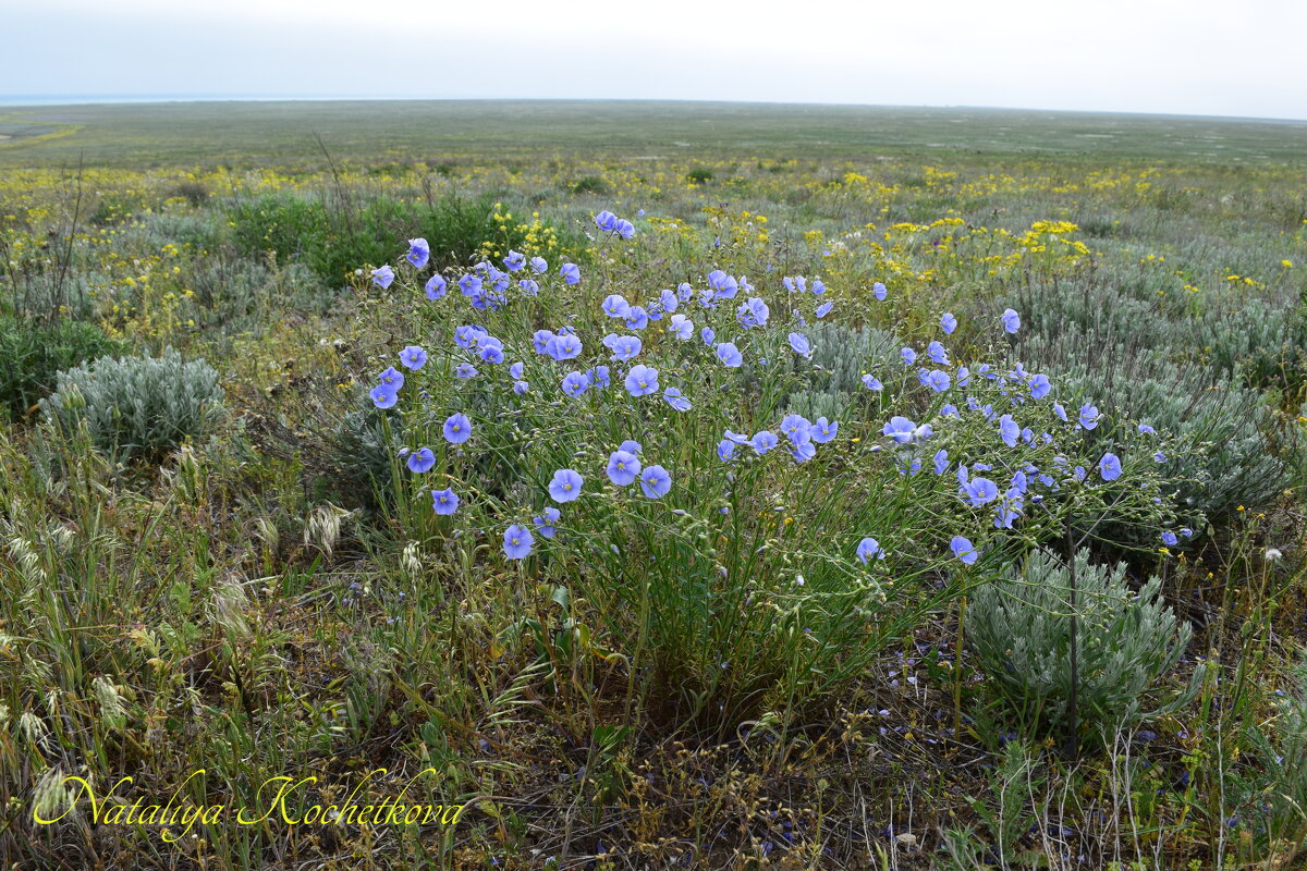 Природа Крыма - Amazing Cosmea