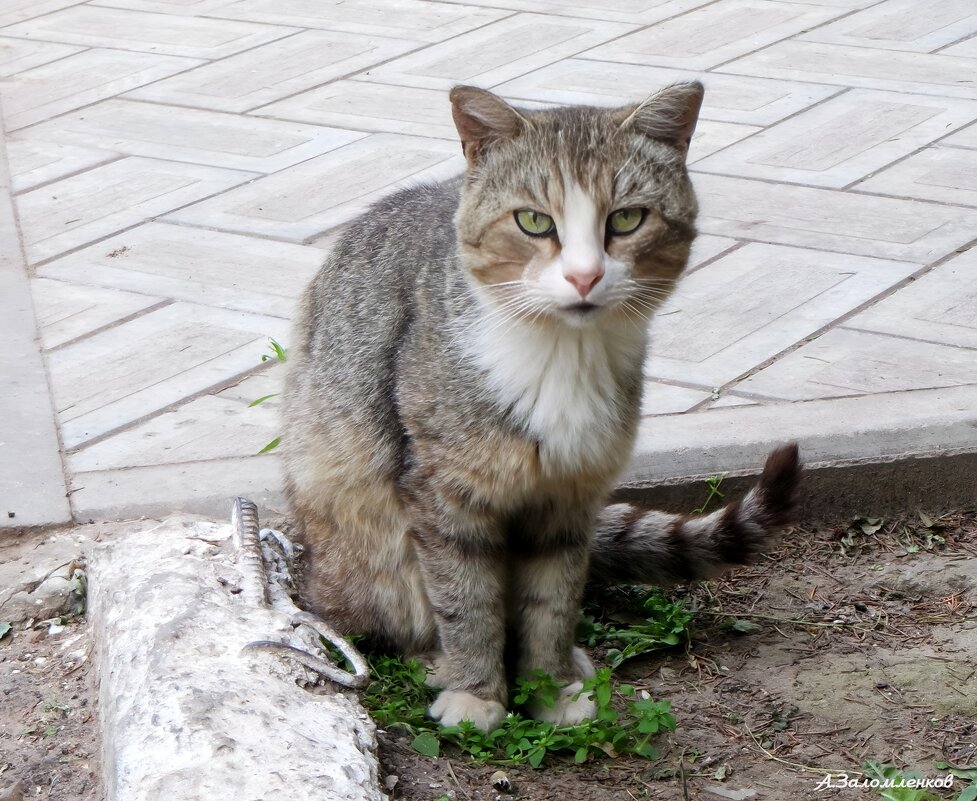 Товарищ, а август точно будет месяц катастроф? :-) - Андрей Заломленков