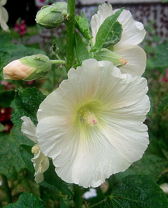 Мальва - Елена Семигина