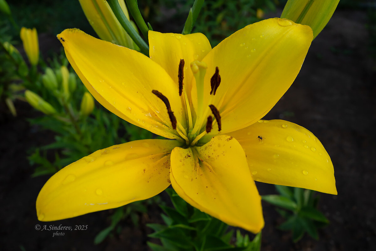 Жёлтая лилия крупным планом - Александр Синдерёв