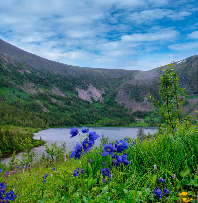 Цветы аквилегии на фоне горного озера - Алексей Мезенцев