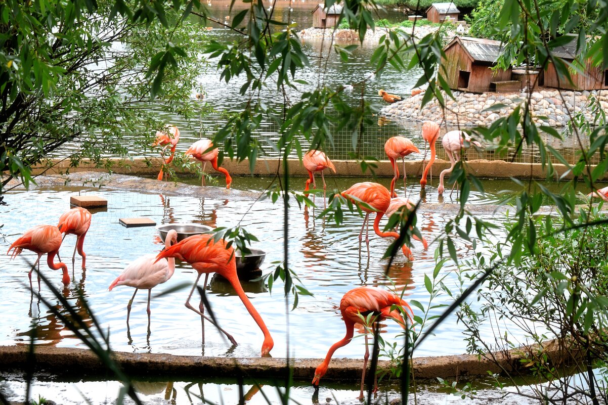 Фламинго в Московском зоопарке. - Татьяна Помогалова Фламинго в Московском зоопарке. - Татьяна Помогалова