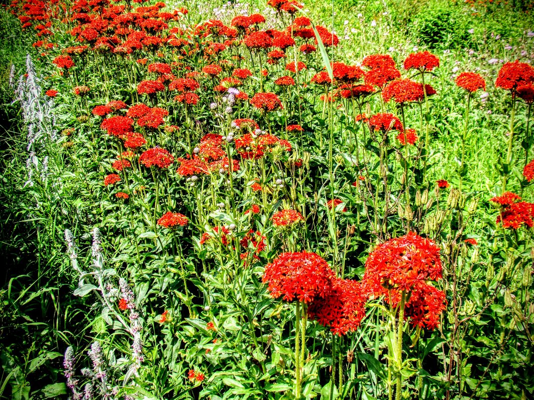 Зорька обыкновенная - Анатолий Колосов