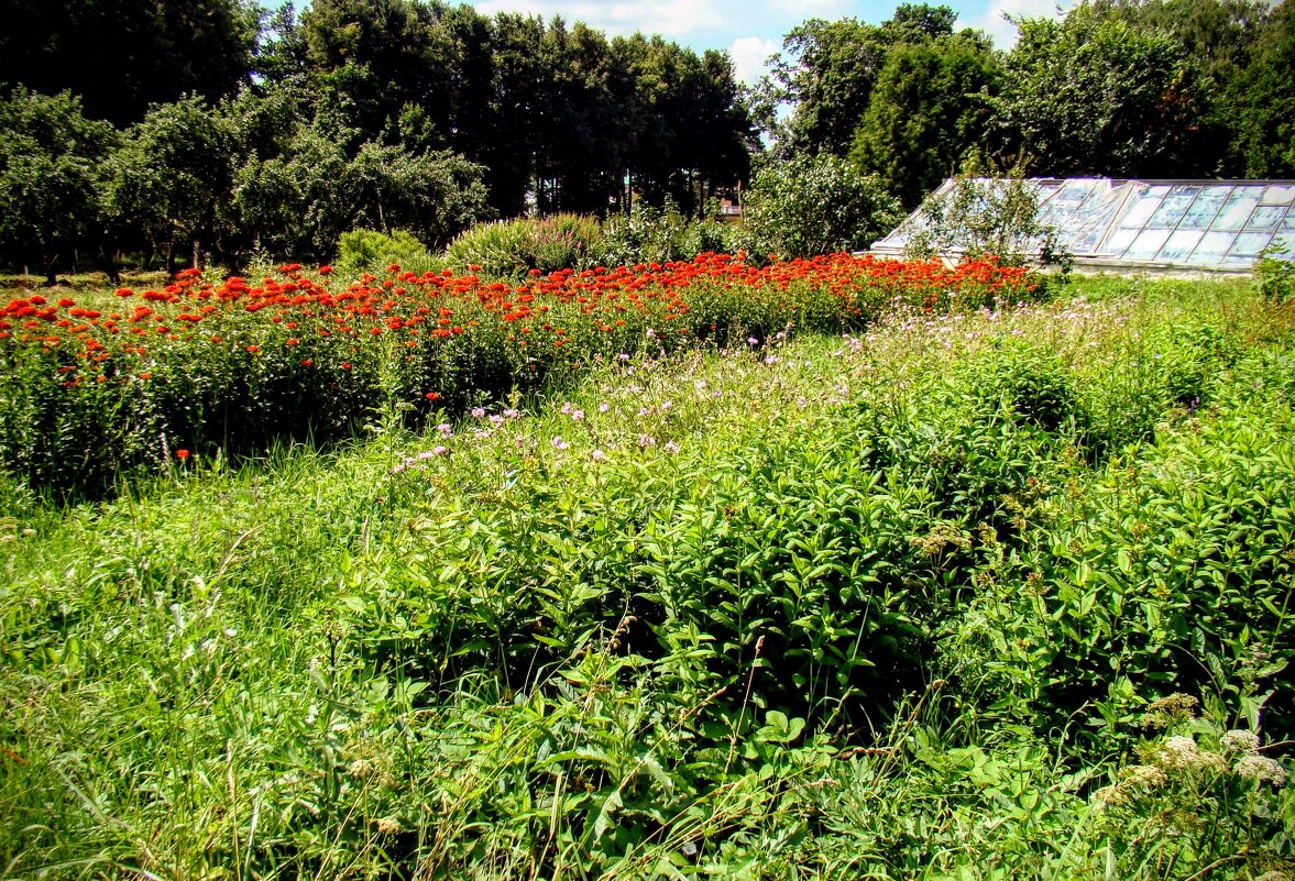 Луга и теплица,,, - Анатолий Колосов