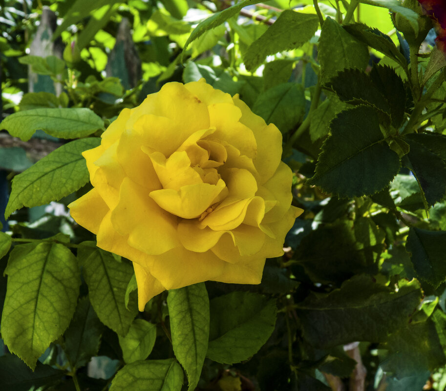 Наши цветы - Валентин Семчишин