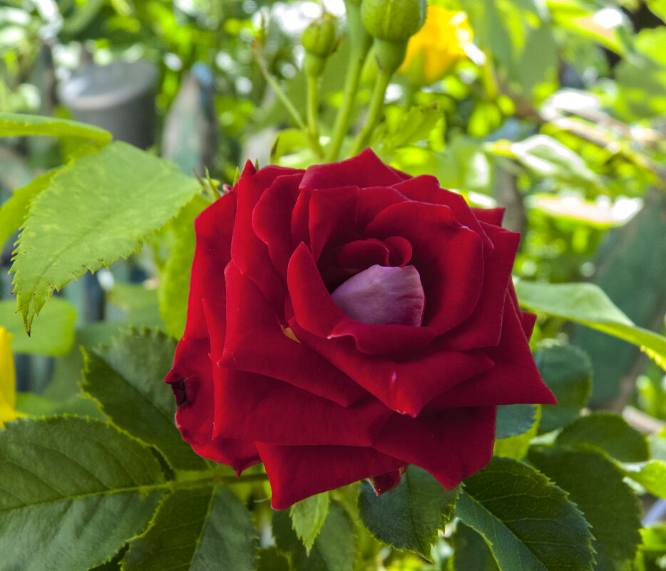 Алая  роза - Валентин Семчишин