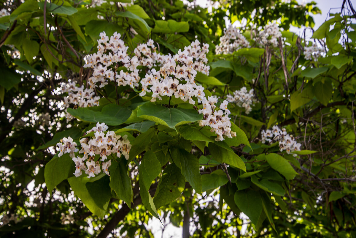 Цветёт катальпа - Анатолий Чикчирный Цветёт катальпа - Анатолий Чикчирный