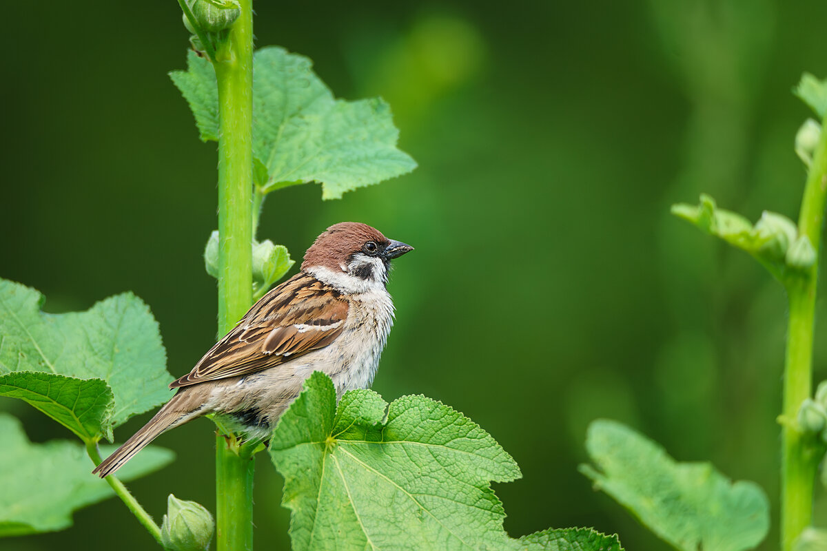 Воробей - Alex Bush Воробей - Alex Bush