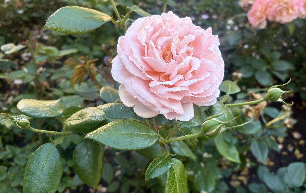 Роза - Наталия Павлова