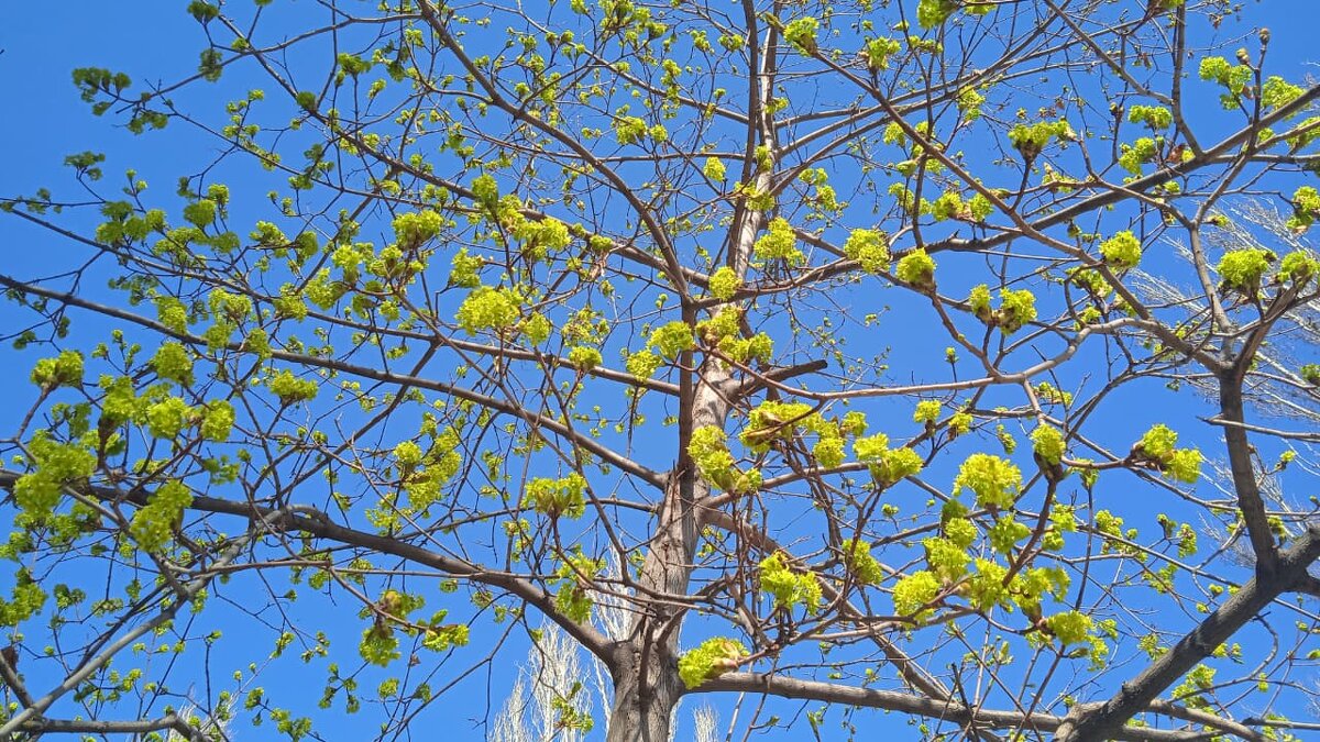 апрель - Елена Шаламова