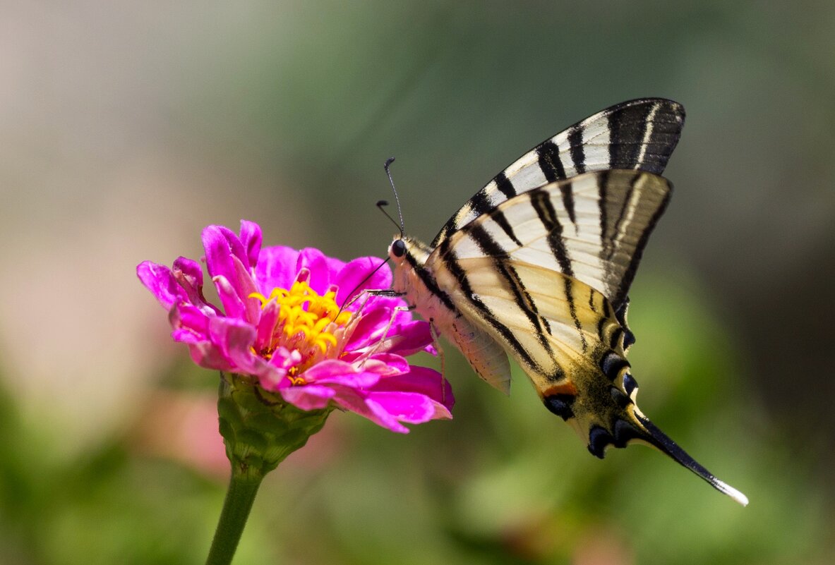 Бабочка - Светлана Тихонина
