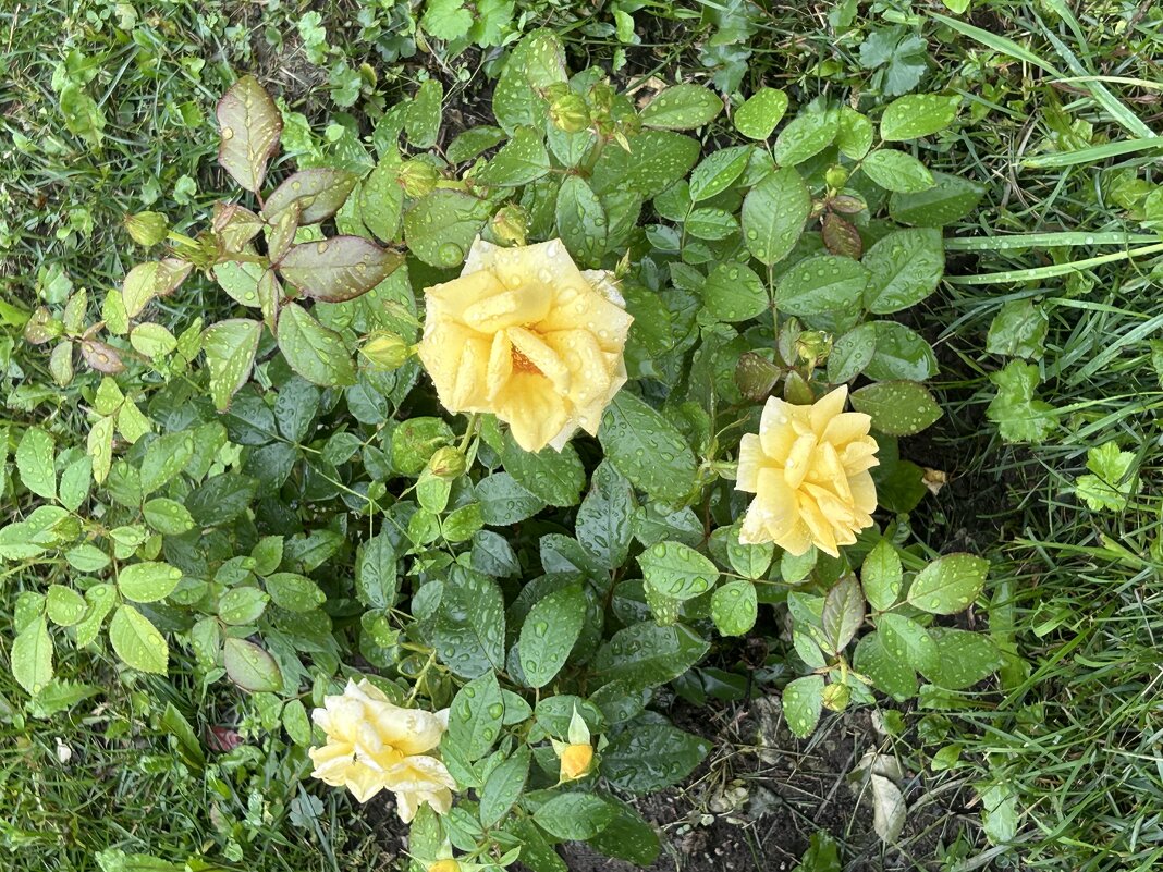 Розы - Oleg4618 Шутченко