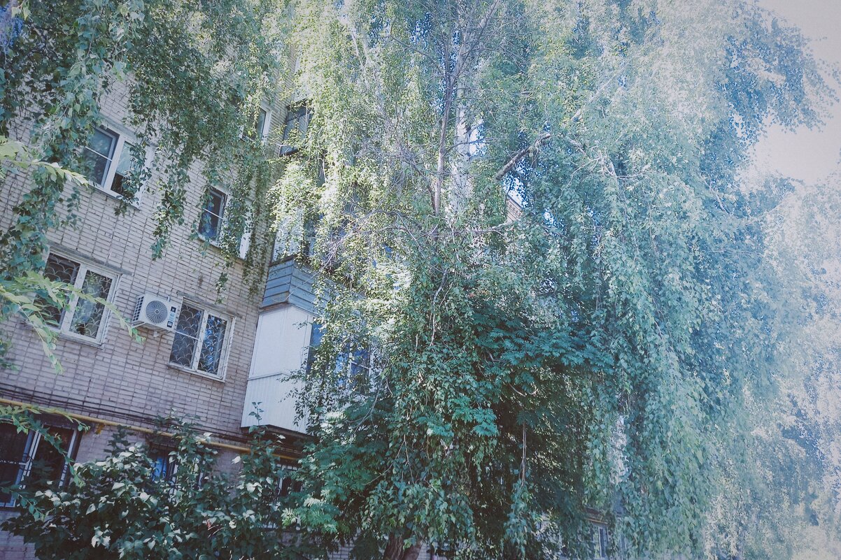 Дерево перед балконом. - Игорь Солдаткин