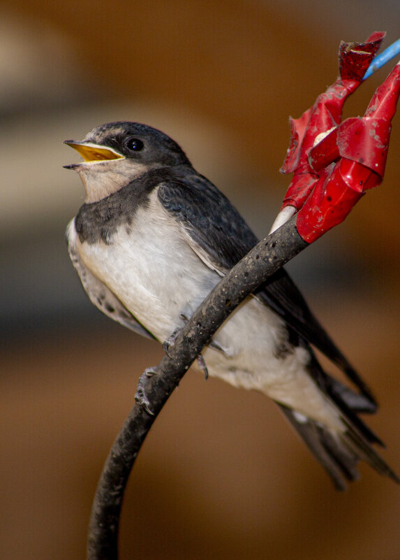 Слеток ласточки Деревенской - Barguzin_45 Иваныч