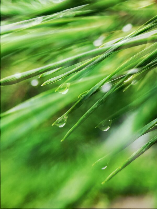 После дождя - Любимова Ольга 