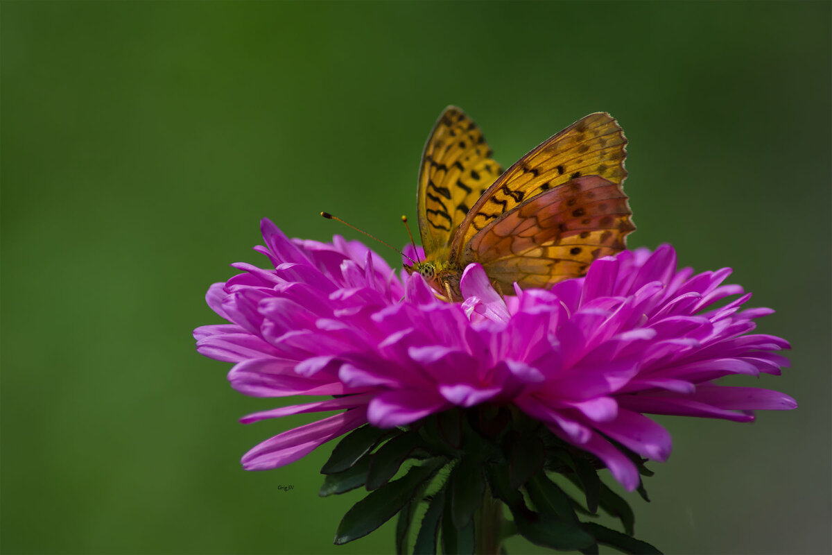 Перламутровка Аглая - Светлана Григорьева