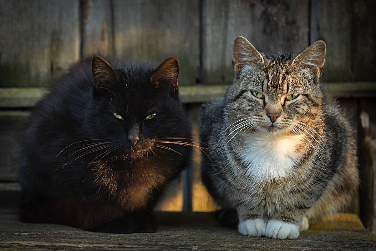 Два бандита - Виктор Седов