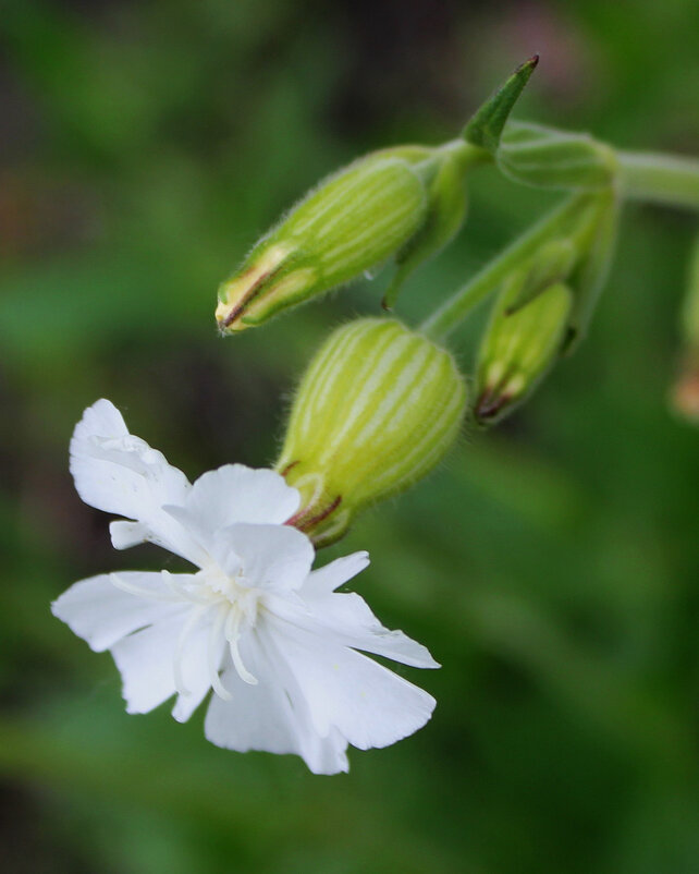Дрема белая - Наталья Лунева 