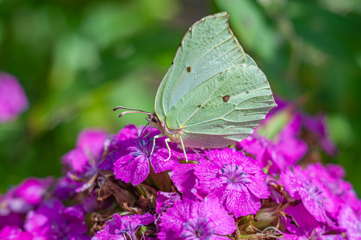 О жизни бабочек - Александр Филатов