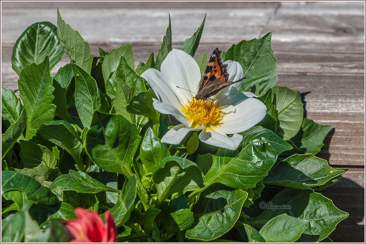 Крапивница... - Aquarius - Сергей