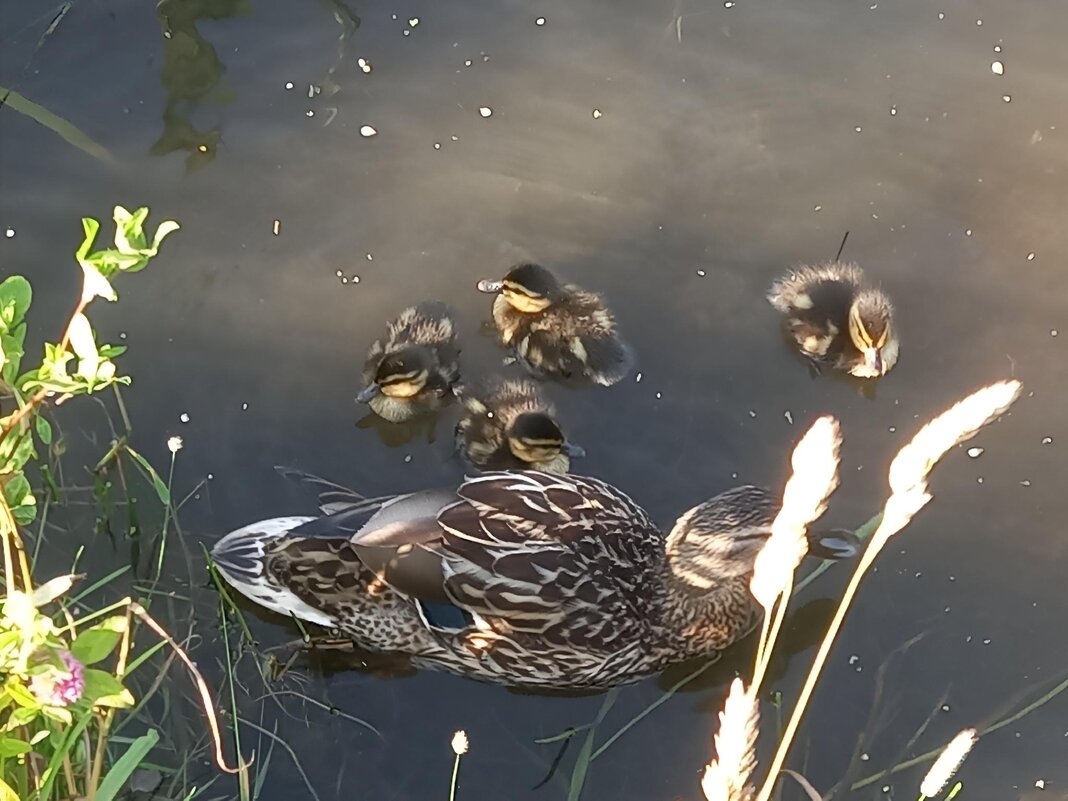 Утята - Сапсан 