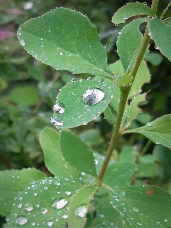 Капли - Наталья Герасимова
