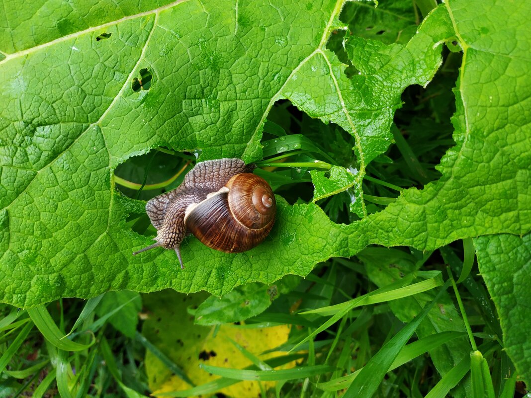 Легкий перекус - Андрей Лукьянов