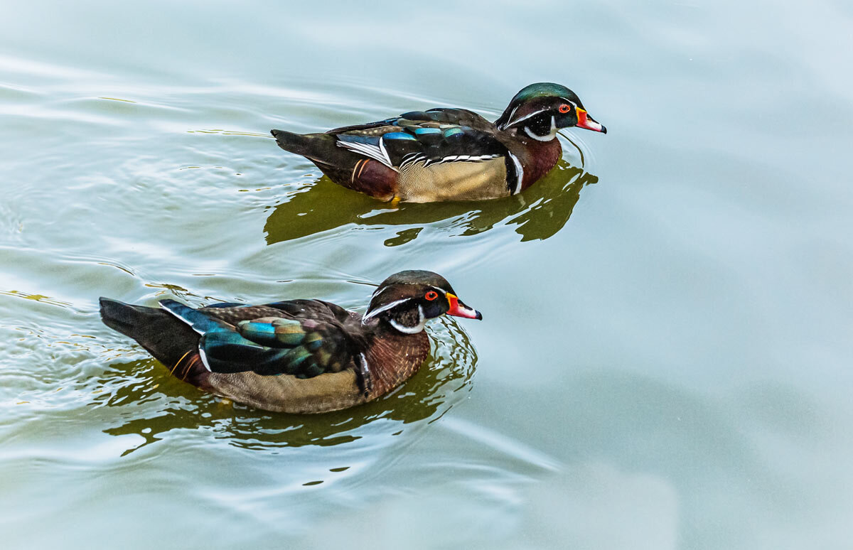 Каролинка - SanSan 