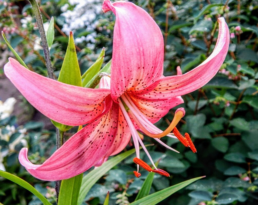 Изящна и мила! - Елена Хайдукова ( Elena Fly ) Изящна и мила! - Елена Хайдукова ( Elena Fly )