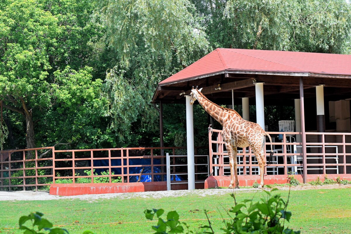 Жирафиха Липа. - Татьяна Помогалова