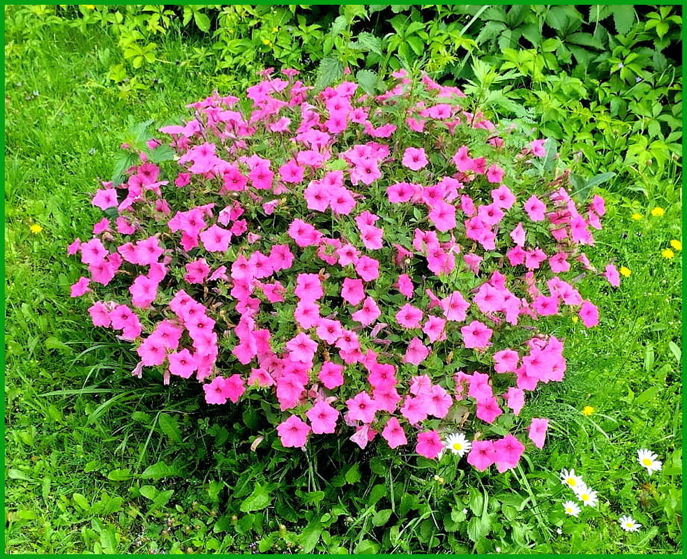 Принцесса сада. - Ольга Довженко Принцесса сада. - Ольга Довженко