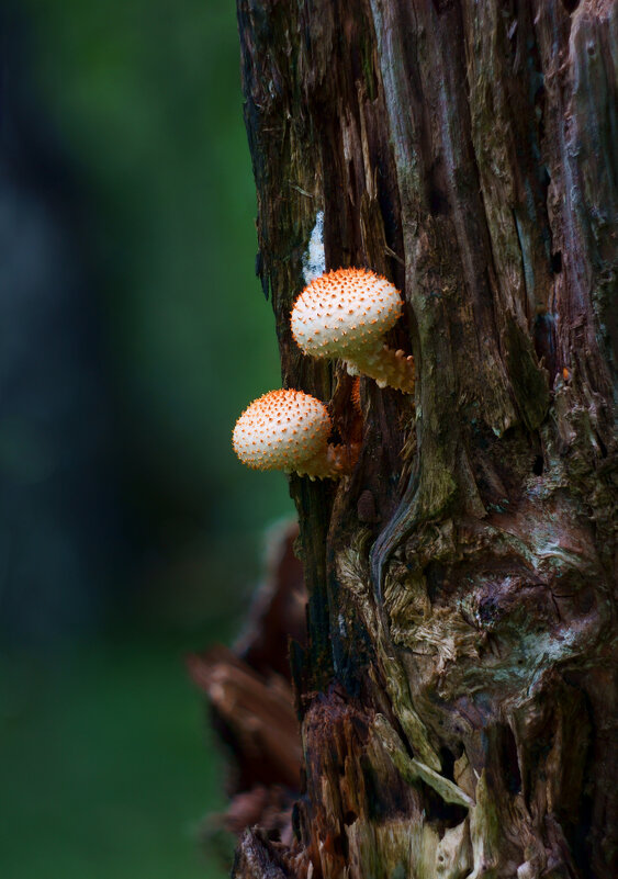Грибные истории. Чешуйчатые - Василий Прудников