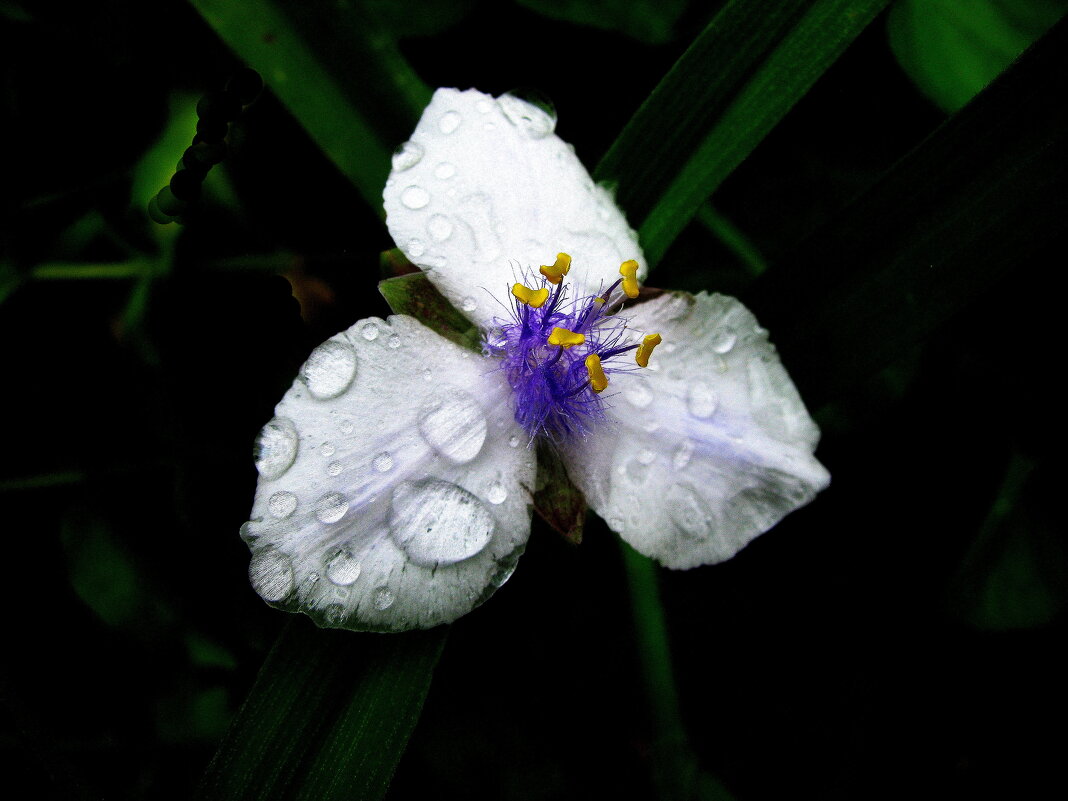 После дождя - Людмила Смородинская После дождя - Людмила Смородинская