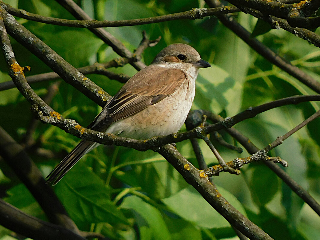 Самка жулана - Лина Самка жулана - Лина