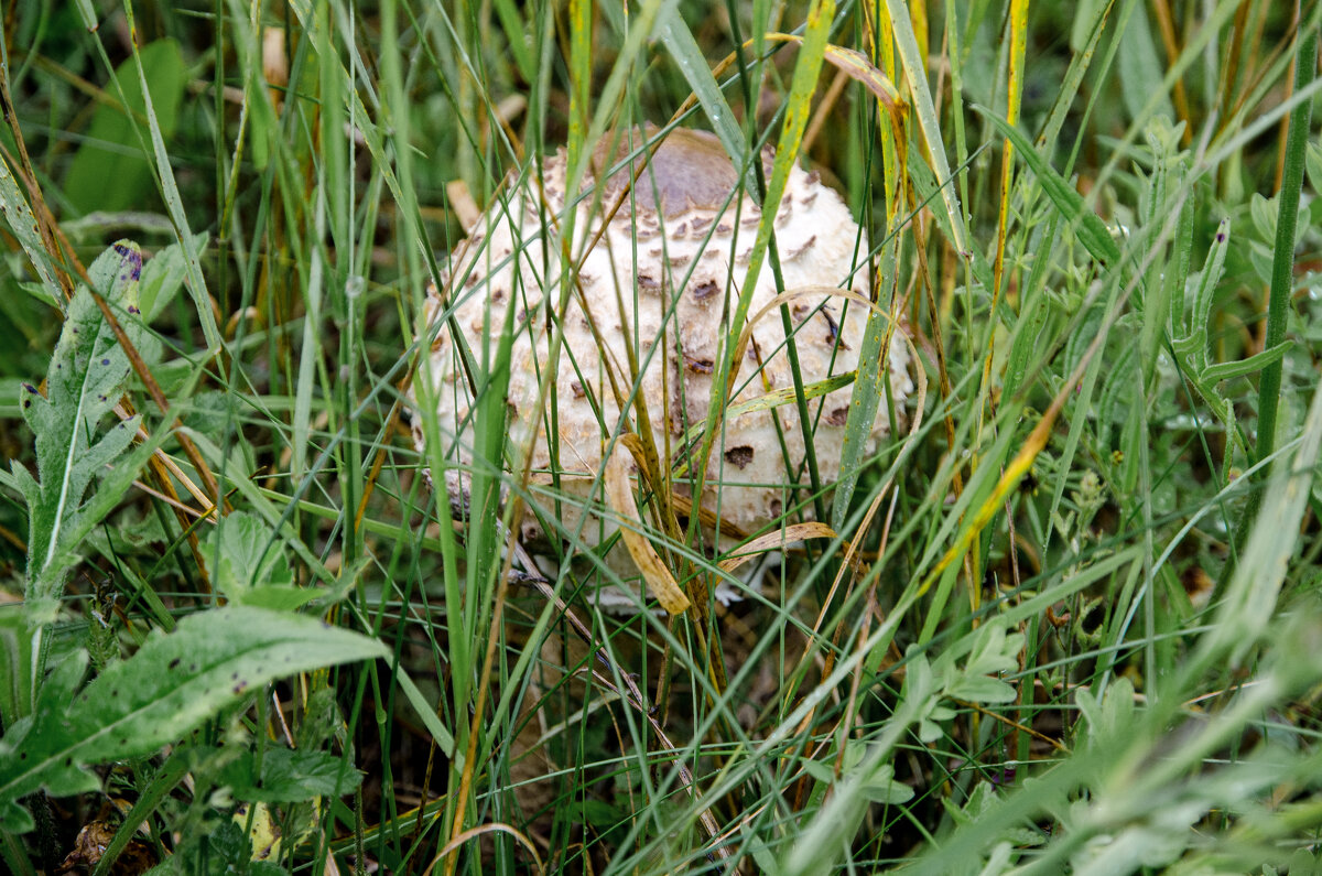 Белый гриб. - Валерий Пославский Белый гриб. - Валерий Пославский