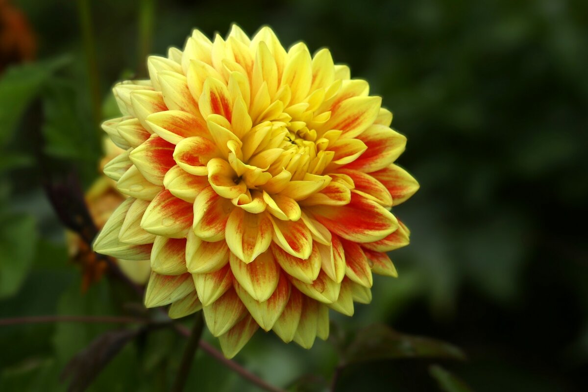 Сияющий - Юрий. Шмаков