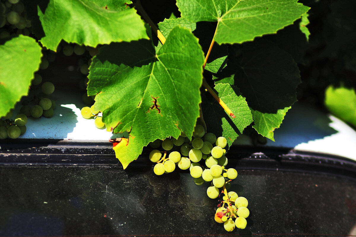 Недозревающий... - Юрий Гайворонскiий