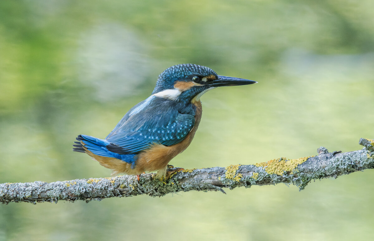 Александр Балаев - юрий макаров