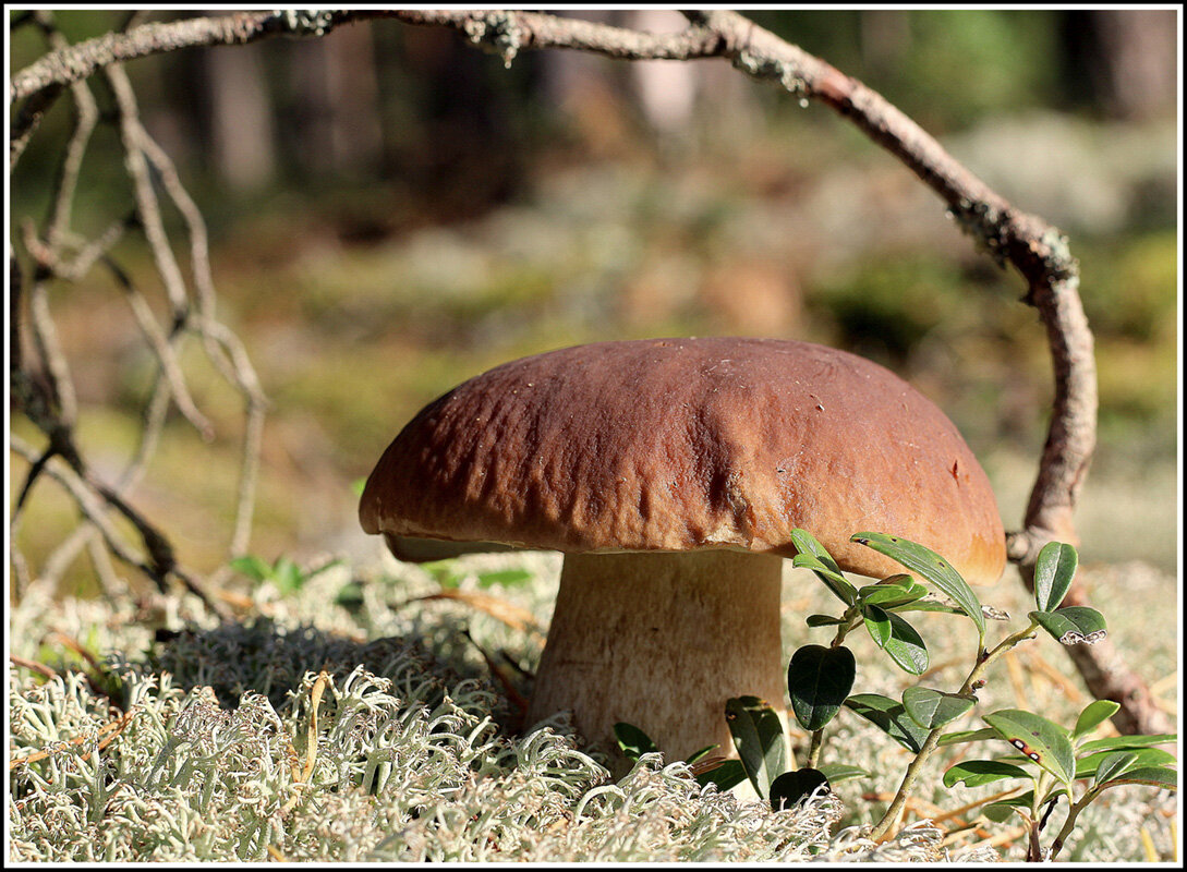 Царь... - Aleksandr Gal