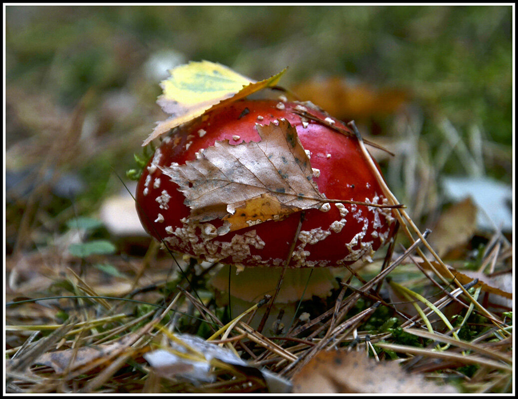 Лесной доктор - Aleksandr Gal