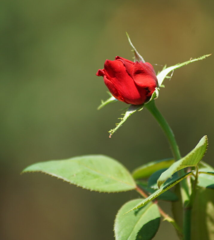 из серии " Когда я был в станице..." - Николай Саржанов