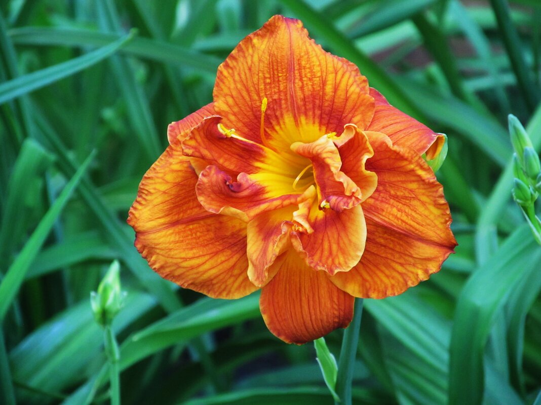 Июль - Елена Шаламова Июль - Елена Шаламова