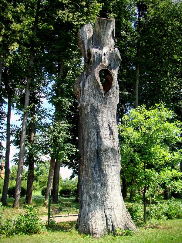 Старый дуб ! Что осталось за 800 лет.... - Анатолий Колосов
