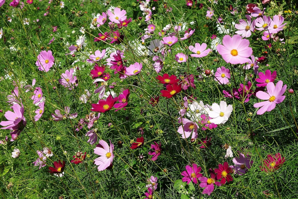 Космея - Рита Симонова