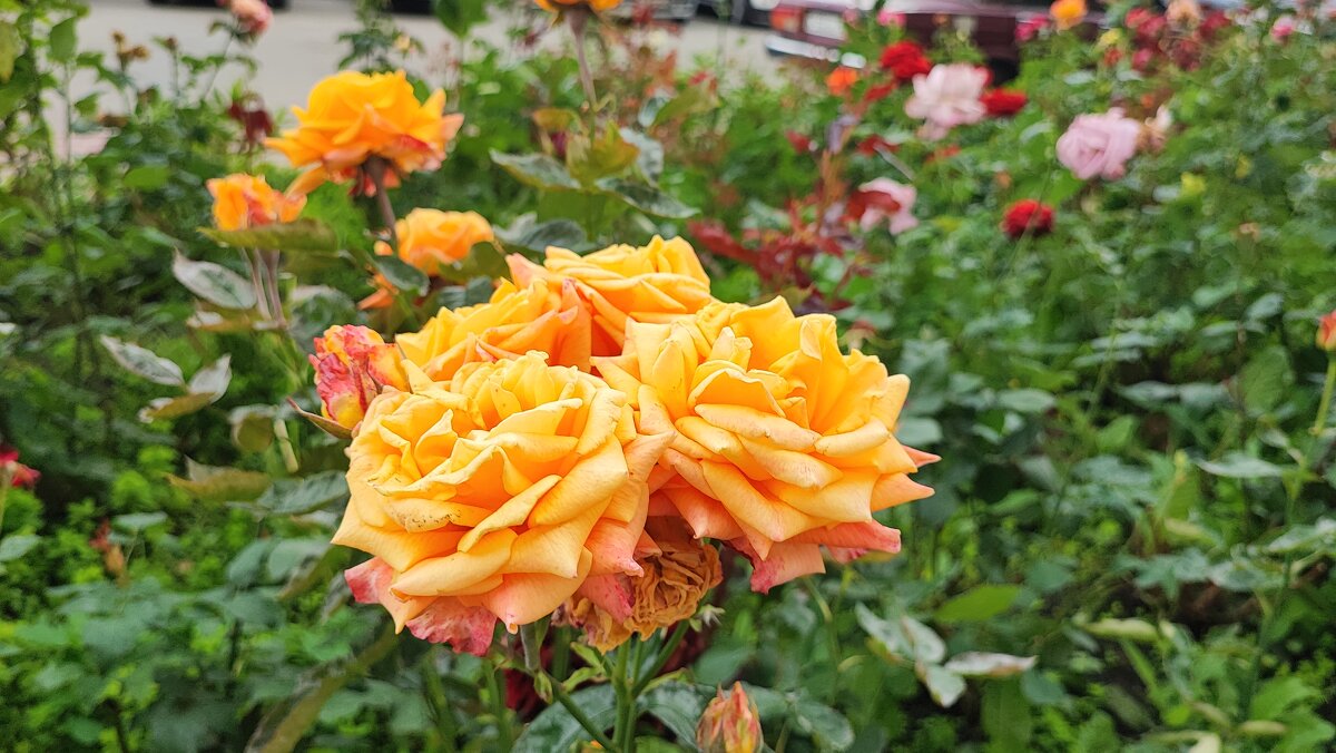 ,,, - Сергей Тимоновский