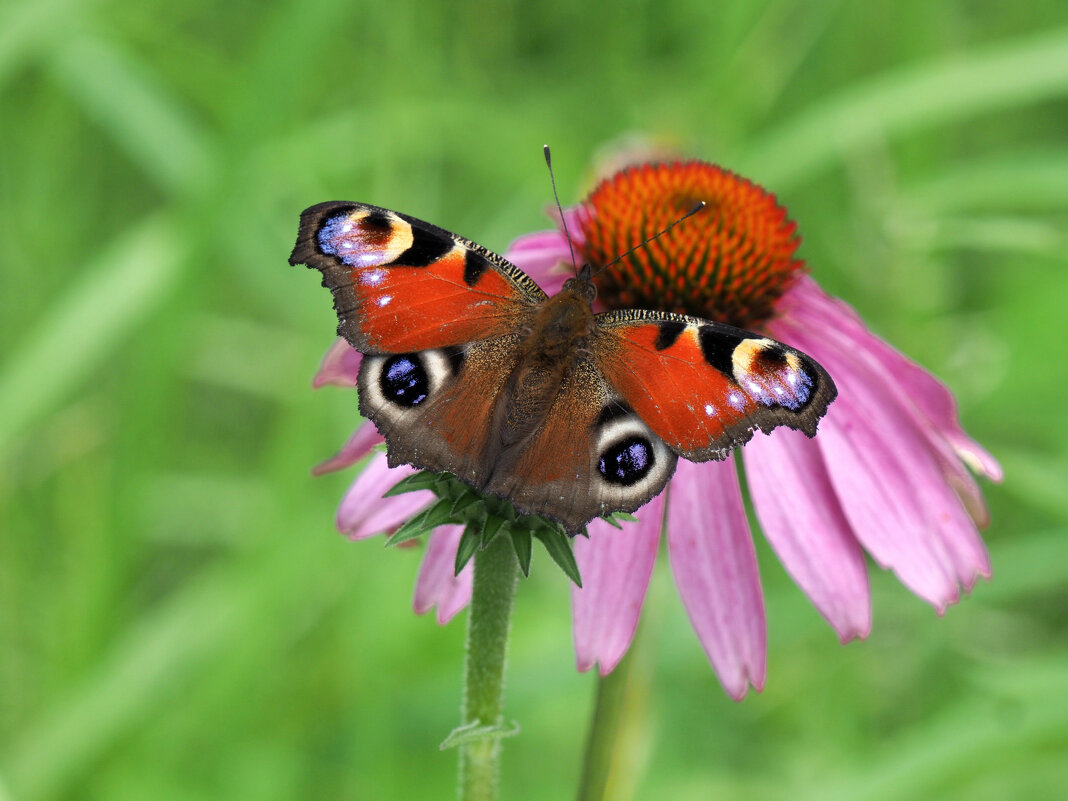 Бабочка павлиний глаз на цветке - Евгений 