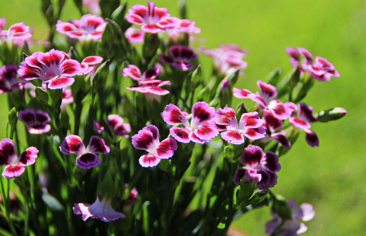 Серединка июля .. - Татьян@ Ивановна