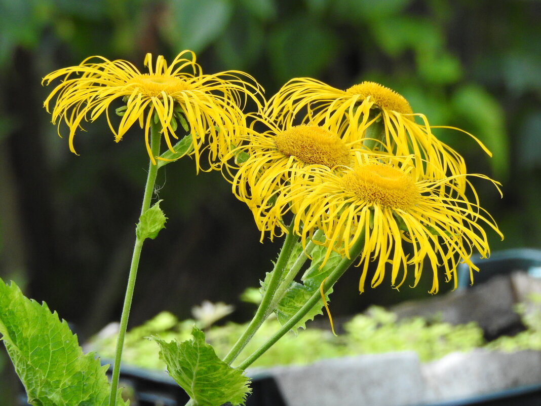 **** - ИННА ПОРОХОВА