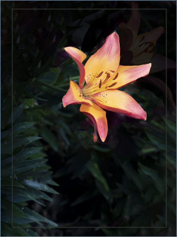 Лилия - Евгений 